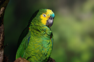 Turquoise-fronted Amazon or Blue-fronted parrot (Amazona aestiva)