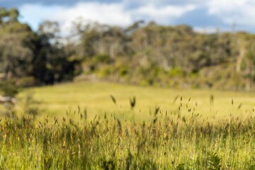 farmer in agriculture looking at a soil sample. girl on a farm looking at plant roots.