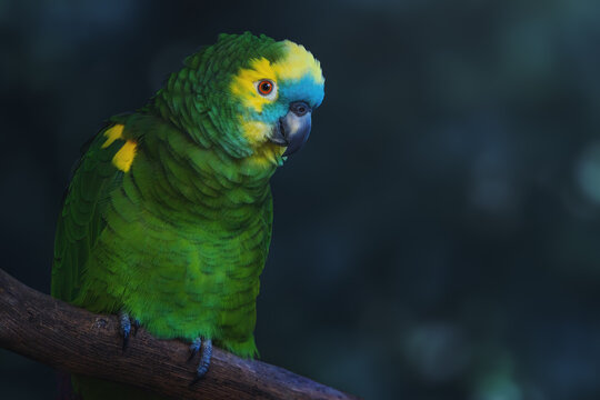 Turquoise-fronted Amazon or Blue-fronted parrot (Amazona aestiva)