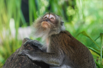 Crab-eating Macaque looking up (Macaca fascicularis)