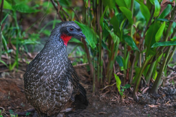 Dusky-legged Guan bird (Penelope obscura)