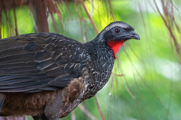 Dusky-legged Guan bird (Penelope obscura)