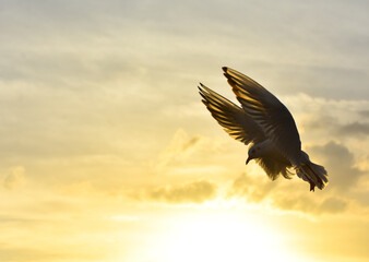 Seagull flying with open wings at cloudy sunset	