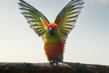 Golden-capped parakeet with open wings (Aratinga auricapillus)