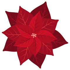 Poinsettia Christmas traditional plants. Hand drawn floral collection, holiday elements. Vector illustration isolated on white background.