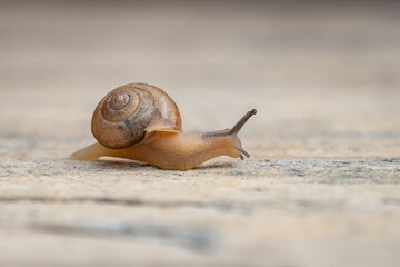 Tiny Garden Snail (Cornu aspersum)