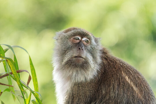 Crab-eating Macaque face (Macaca fascicularis)