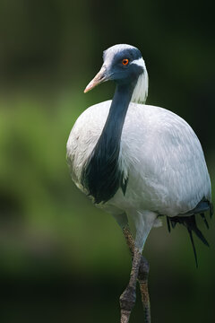 Demoiselle Crane bird (Grus virgo)