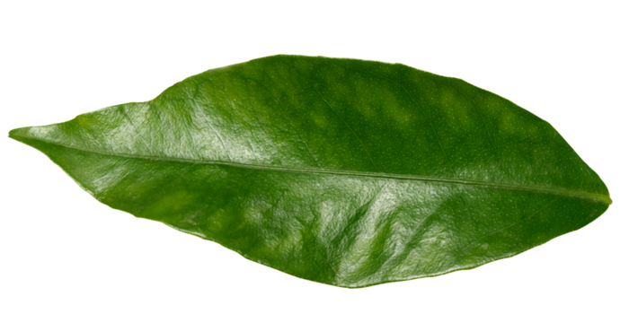 A green clementine leaf on a white isolated background