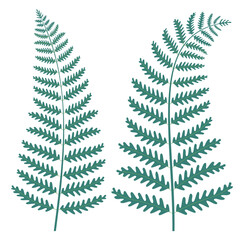 Fern leaves. Isolated on white. Vector illustration.