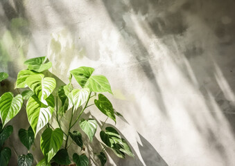 Indoor courtyard tropical garden, plants isolated on a white background wall with drop shadows
