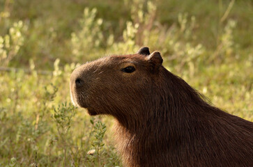 Capybara closeup