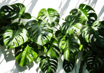 Indoor courtyard tropical garden, plants isolated on a white background wall with drop shadows