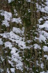 Close-up of a snow-covered tree bark