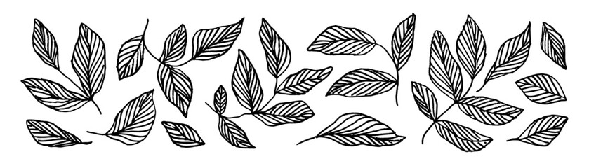Collection of outlined simple branches with leaves and veins. Modern botanical illustration.
