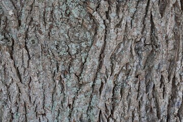 Close-up of a old tree bark