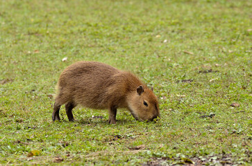 Baby capybara