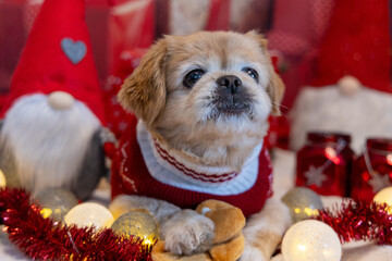 Pies mały w świątecznym sweterku, boże narodzenie © Mypixel