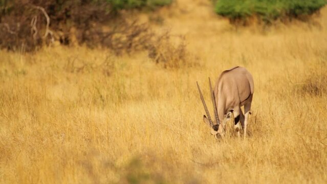 Beautiful Gemsbok Antelope Eating In Kenya Field
