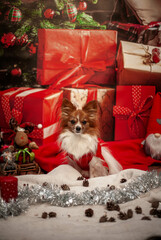 Mały pies na sesji świątecznej w sweterku i prezentami.