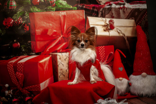 Pies w świątecznym sweterku wśr&oacute;d prezent&oacute;w i mikołaja