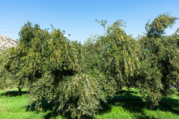Olive tree branches loaded with olives ready to harvest. Heraklion, Crete, Greece.
