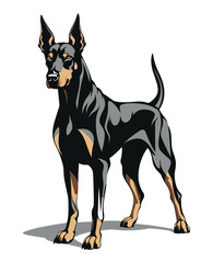 Black and Brown Dobermann Dog – Standing Guard Silhouette Vector for Tattoo Design, Logo or Security Illustration ¥