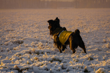 Mały czarny pies zimą na śniegu we mglę w żółtej kurtce.  - obrazy, fototapety, plakaty