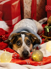 Pies w szaliku i z lampkami świątecznymi, Boże Narodzenie. © Mypixel