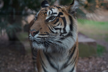 Tigre en primer plano
