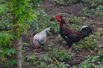 background photo of a rooster and hen looking for food together in the grass