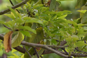 background photo of tropical green leaves during the day