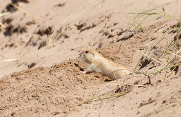 Southern tuco tuco in the sand