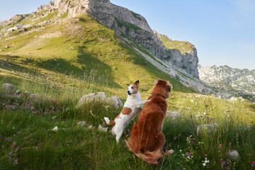A Nova Scotia Duck Tolling Retriever and a Jack Russell Terrier contemplate a mountain vista,...