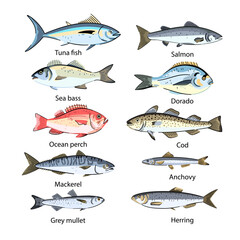 Set of commercial fishes species. Seafood fish. Isolated design elements. Vector illustration.