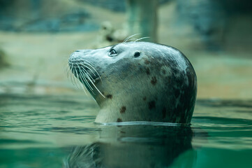 Fototapeta premium Lion Sea or Seal Pochidae