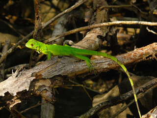 Pequeña iguana verde, silvestre, tropical, Panamá