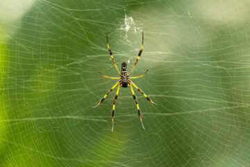 Underbelly of the Arachnid, Golden Silk Orb Weaver Spider (Trichonephila clavipes) or Banana Spider, spread wide showing its gnarly, intricate yellow legs, cephalothorax, abdomen. Native to Americas 