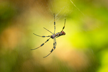 Long pointed striped legs, Golden Silk Orb Weaver Spider (Trichonephila clavipes), also called a Banana Spider. It lives in warm tropical forests of the Americas where light filters through the canopy
