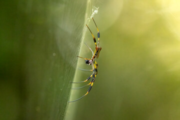 Golden Silk Spider (Trichonephila clavipes), also called Banana Spider. Has yellow and black legs with large skull like torso. Sits motionless on its web in a dark green forest. Native to the Americas