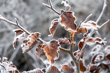 winter, hoarfrost on the leaves, winter freeze, frosty time, hoarfrost on beech leafs, fagus...