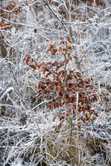 winter; hoarfrost on the trees and plants, winter scenery, fairytale winter