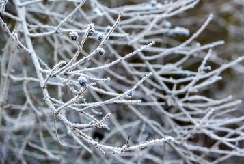 winter, hoarfrost on branches, frosty morning, fairytale landscape branches