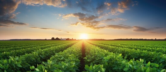 Naklejka na ściany i meble Sunset in an open soybean field.