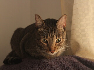 gray cat sitting on a couch