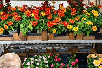 Wooden boxes with zinnia flowers on street market