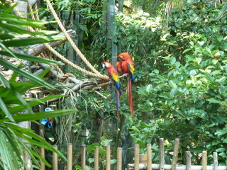 parrot on a branch