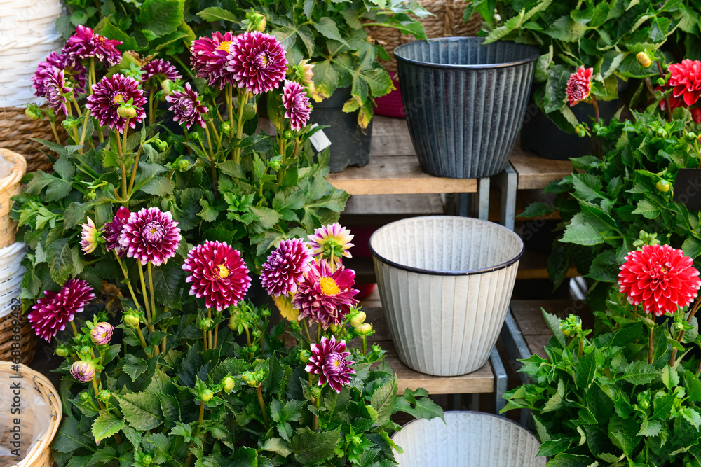 Poster Pots with beautiful flowers on street market