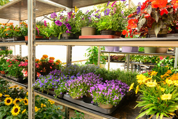 Shelves with beautiful flowers in shop