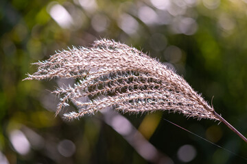 風になびくススキ